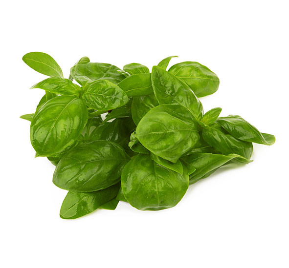 Italian basil 