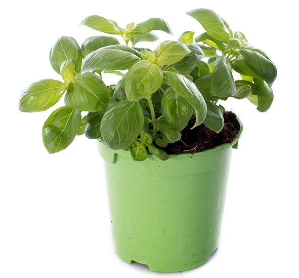 Thai Basil  