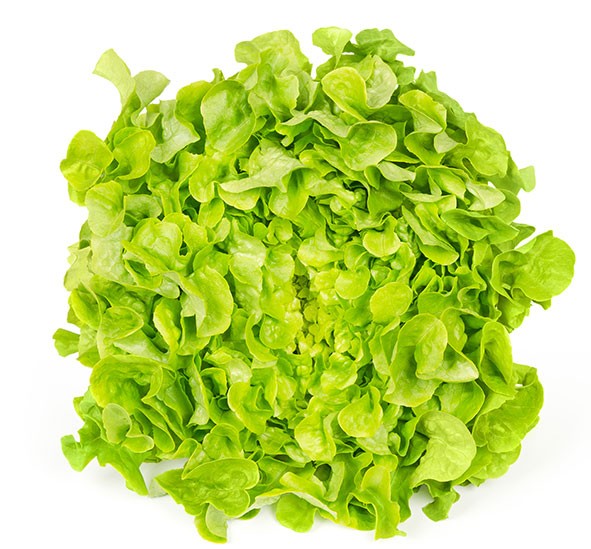 Green Oak Lettuce