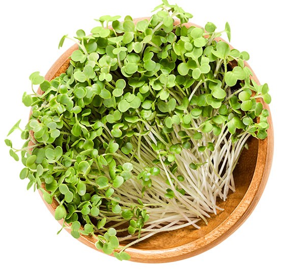 radish pink microgreen 