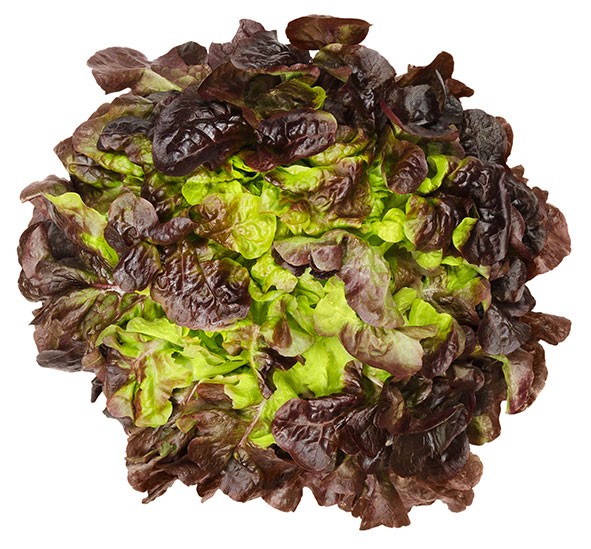 Red Oak Lettuce