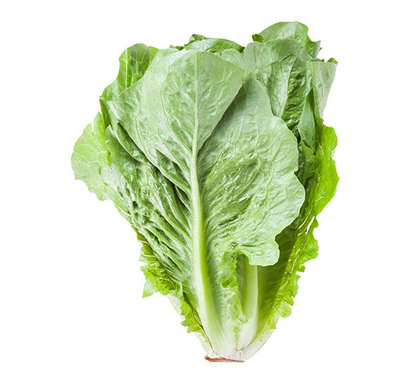 Romaine Lettuce