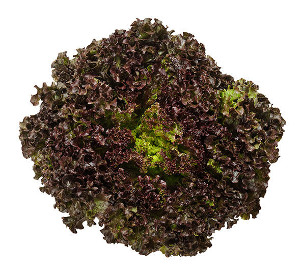 Black Rose Lettuce